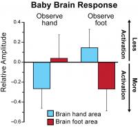 Observing Body Movements Activates Related Brain Regions in Infants