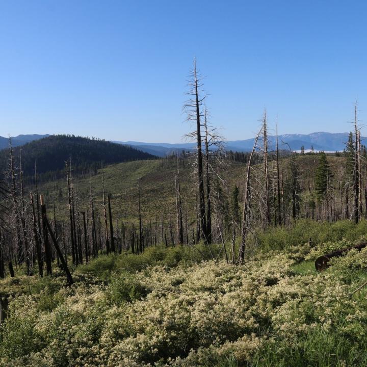 Resilience after a Forest Fire