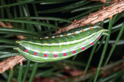 <i>Parasa pygmy instar</i>