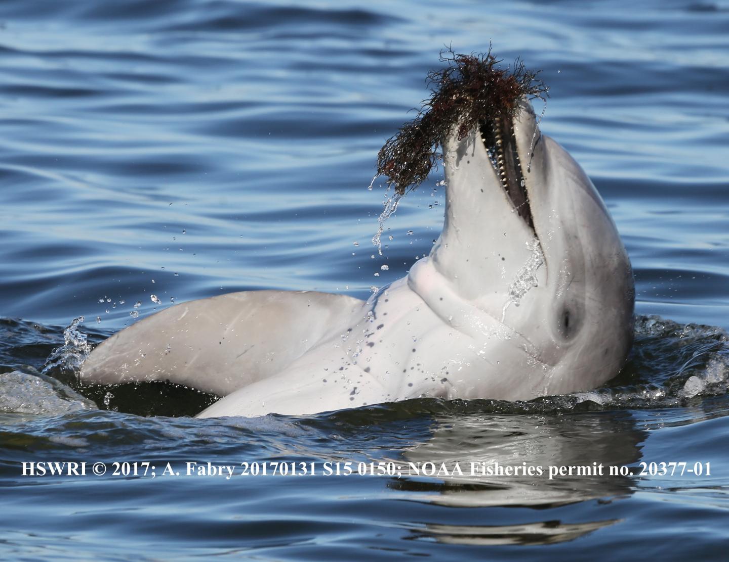 Indian River Lagoon Bottlenose Dolphins
