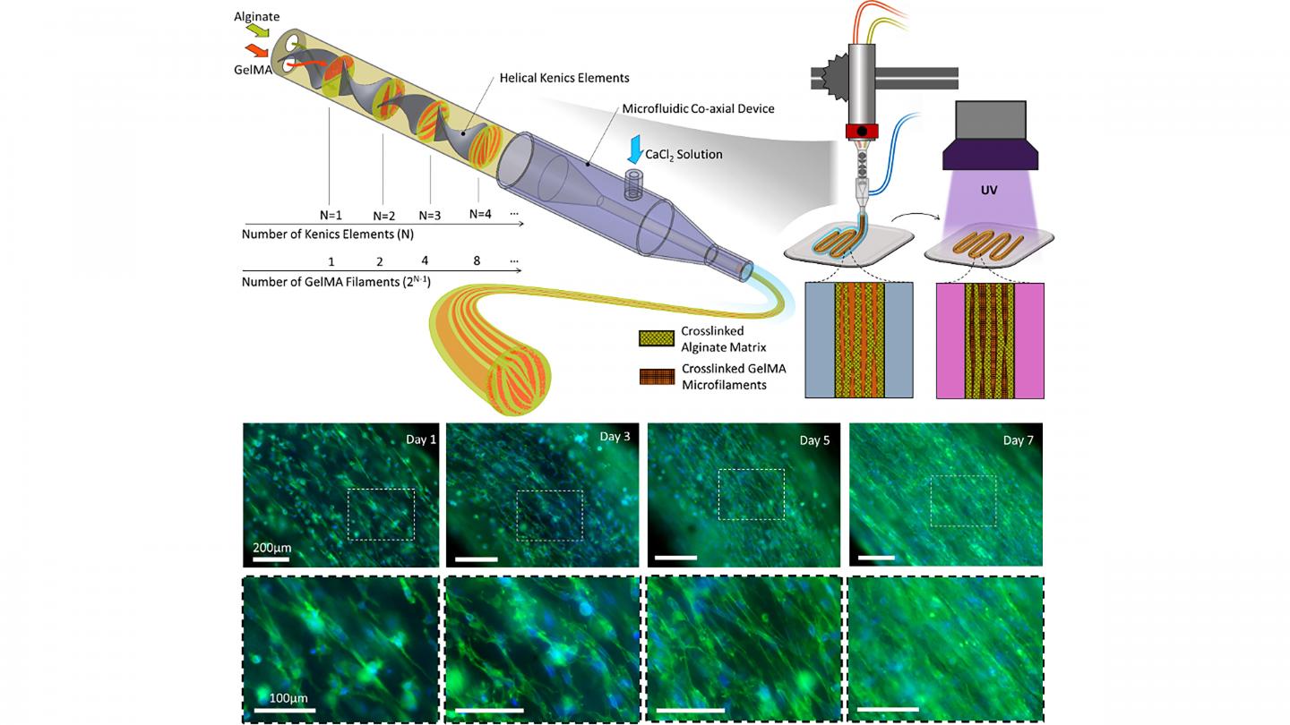 Multicompartmental hydrogel fibers