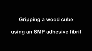 New Paradigm Revolutionizing Smart Fibrillar Adhesive: Surpassing the Limits of Gecko-Inspired Designs  Movie S3