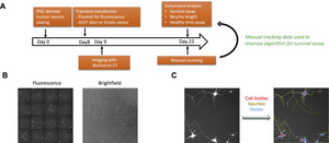 Development of algorithms for automated analysis of neuronal survival assay using BioStation CT and CL-Quant.