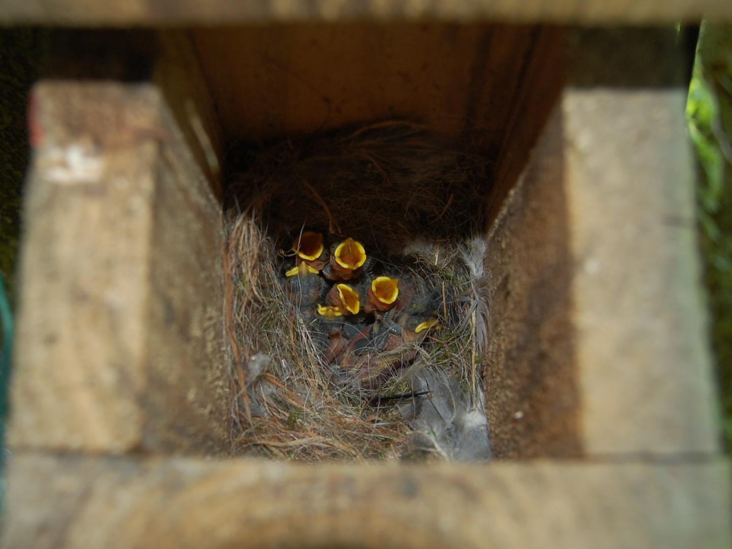 Baby Birds 1