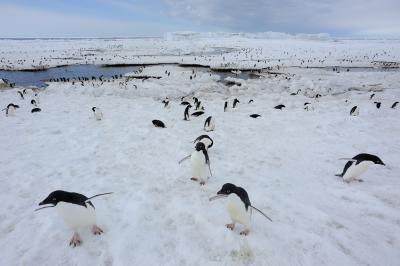 Ad&#233;lie Penguins