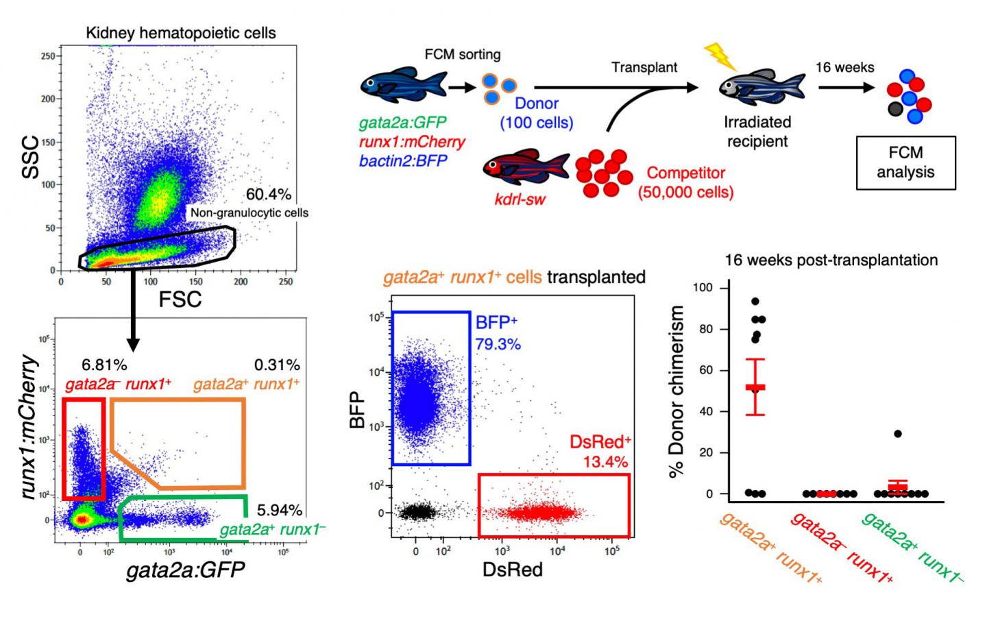 Hematopoietic Stem Cells