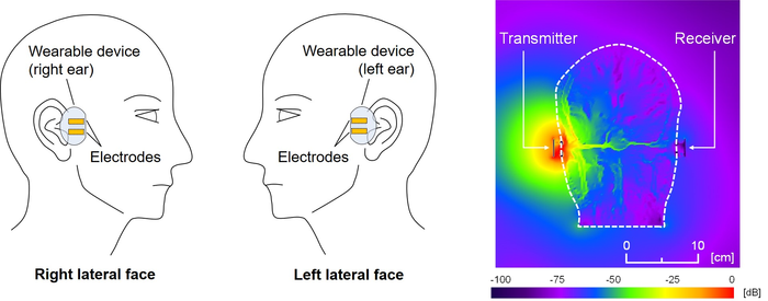 Calculated electric field distribution around a wearable device worn on the ears and the head.