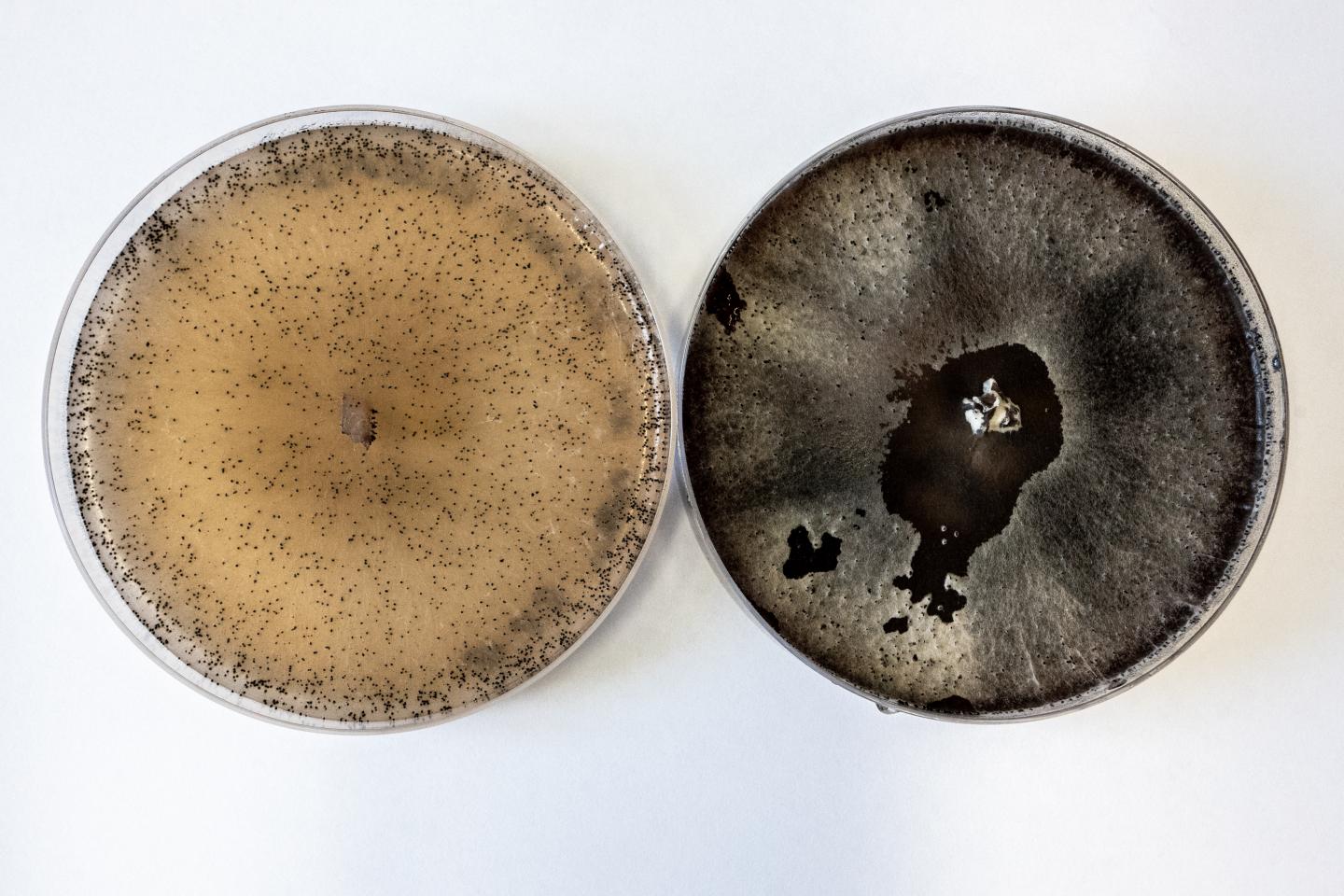 <i>Sordaria macrospora</i>