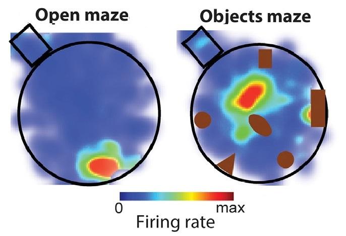 Firing rate (left) and spike-phase (right) maps