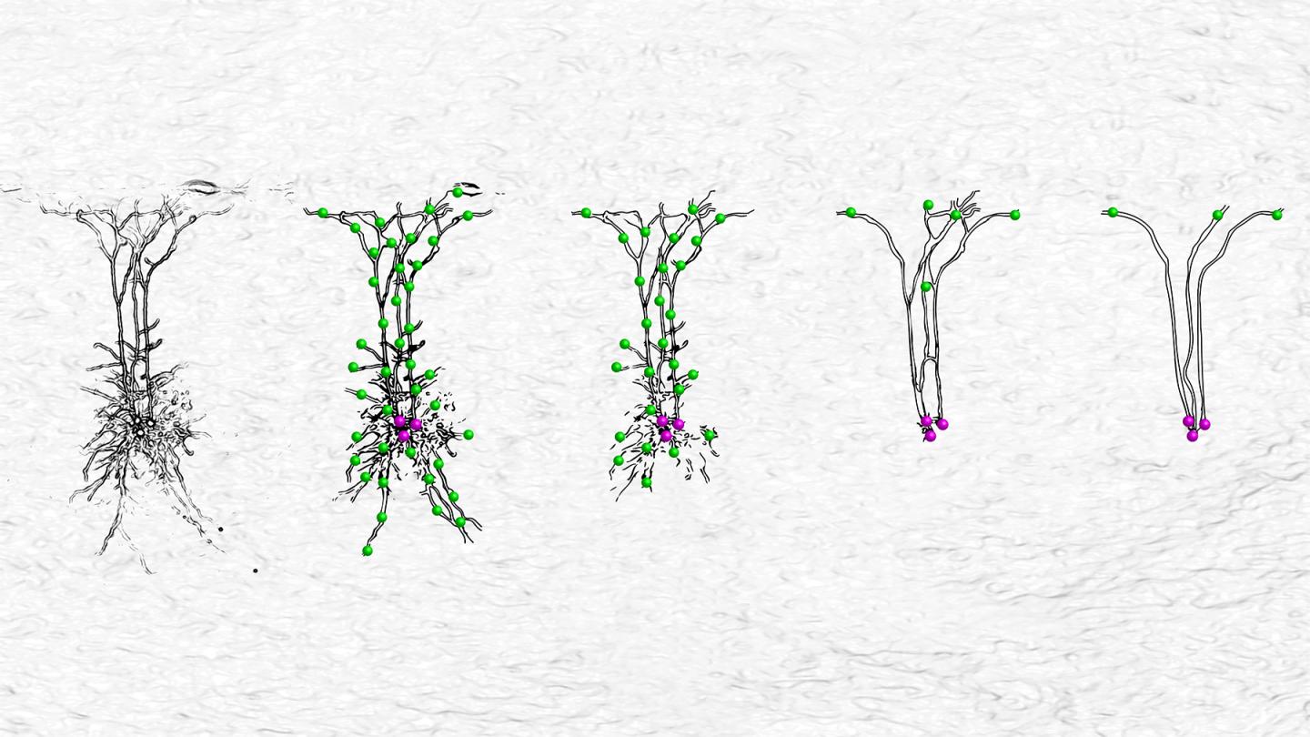 Complex to abstract, the fascinating tree structure of dendrites can now be modelled at many scales.