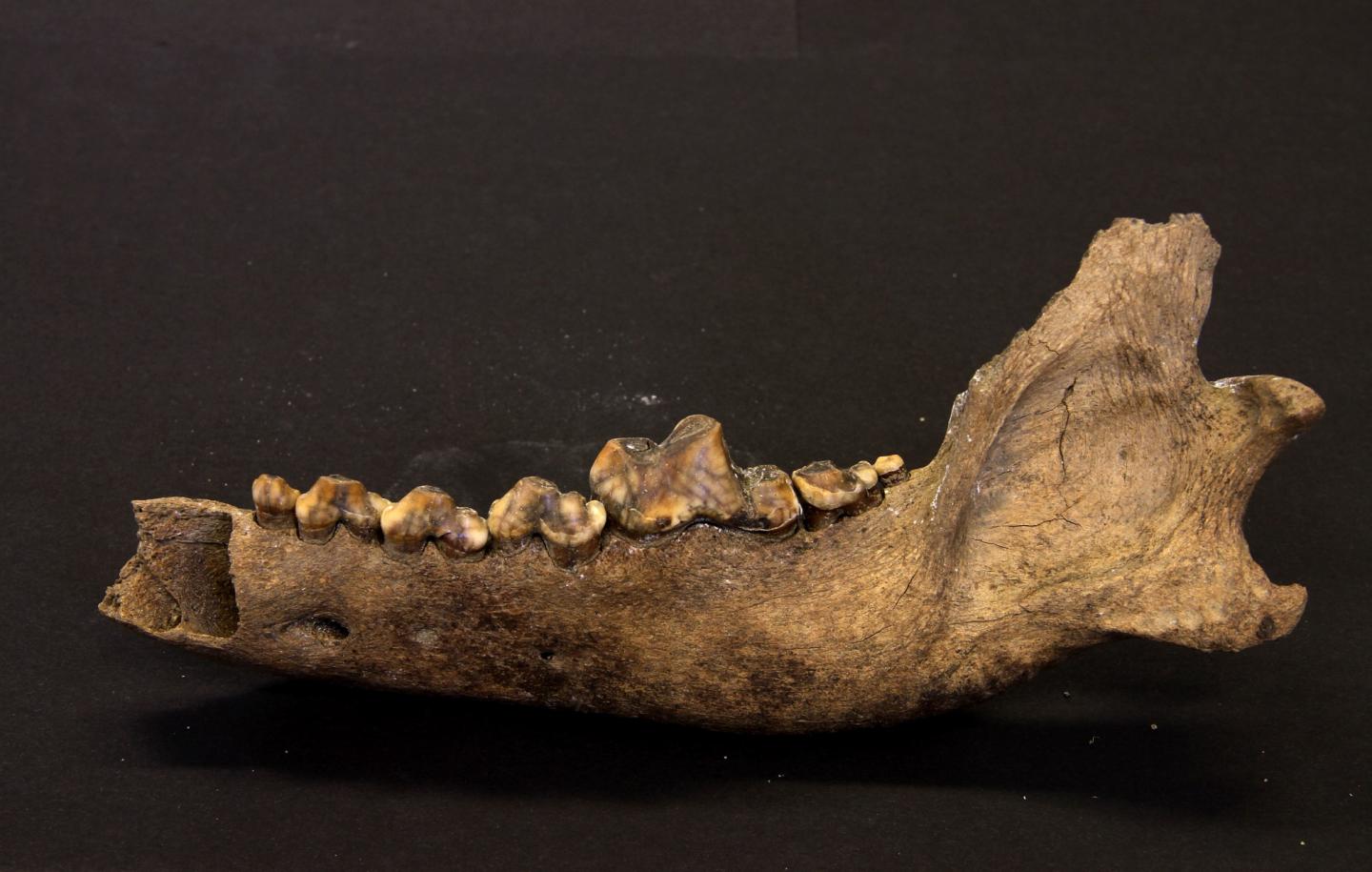 Ancient Taimyr Wolf Bone