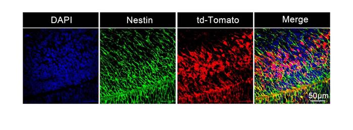 Stem cells