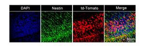 Can new medical approaches repair defective genes?