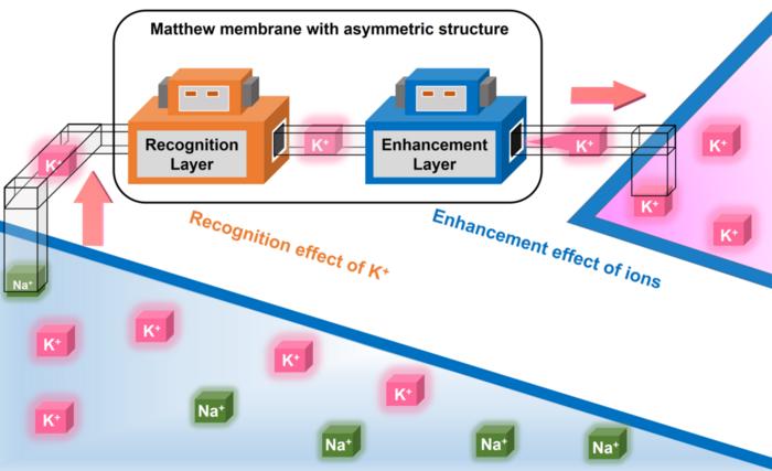 Schemes of the Matthew membrane