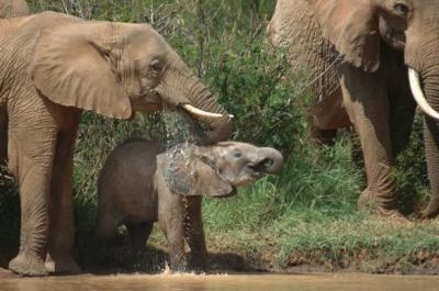 Ants and Trees Suffer the Loss of Big Mammals (2 of 5)