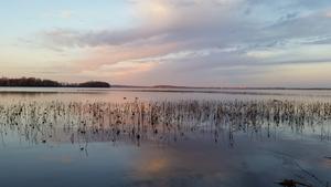 Lake Mendota reeds