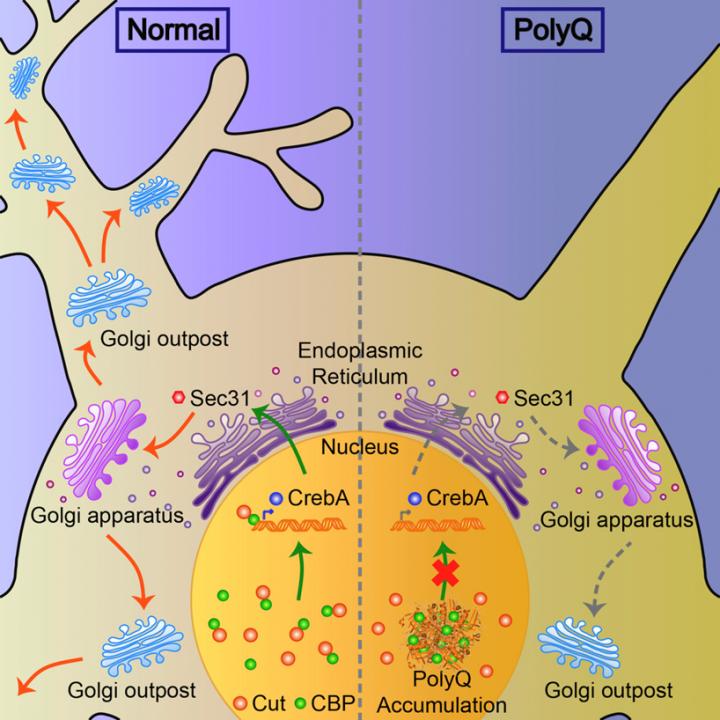 Degeneration of Dendritic-Specific Golgi Complex in the Brain Cells