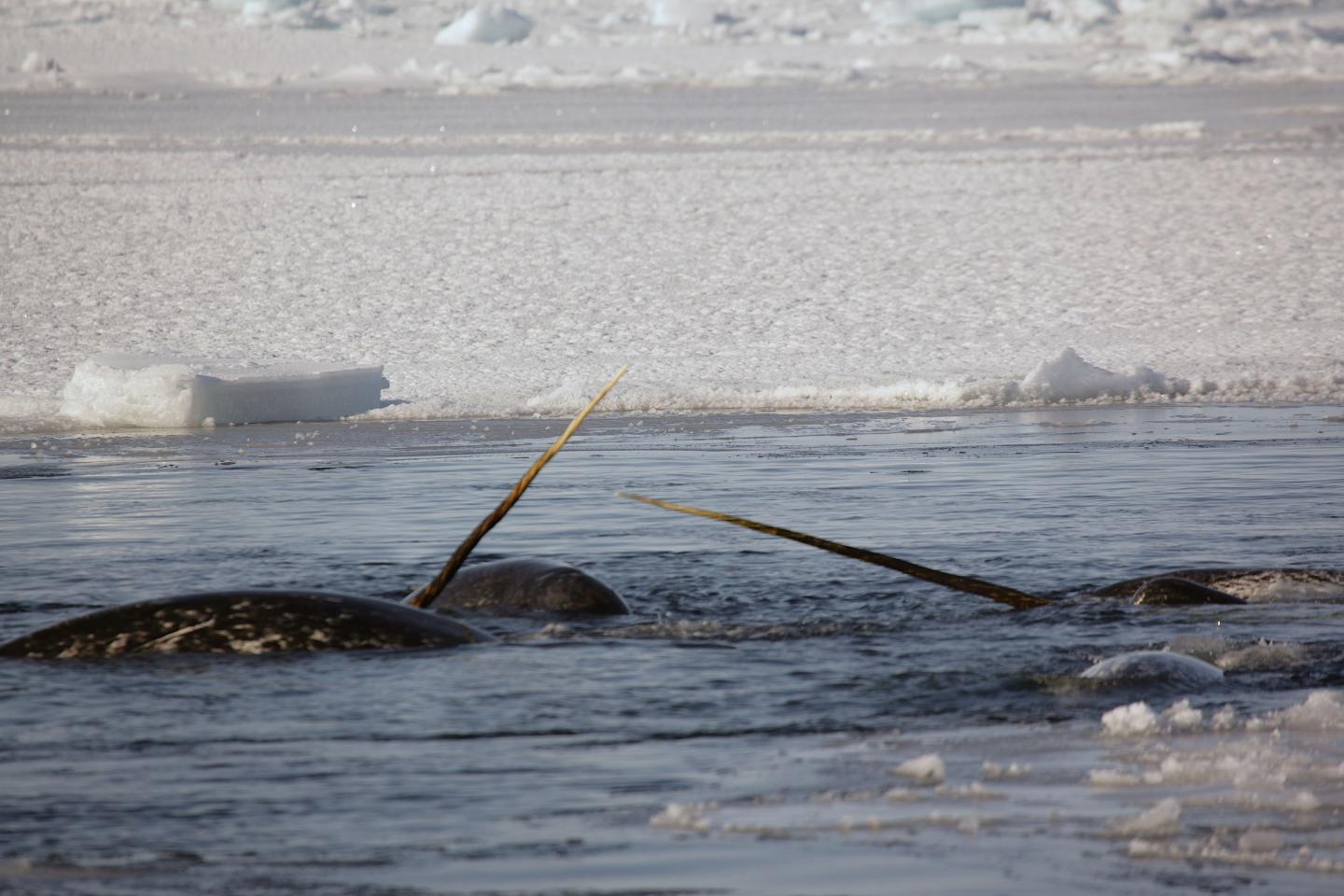 Narwhals and Sea Ice