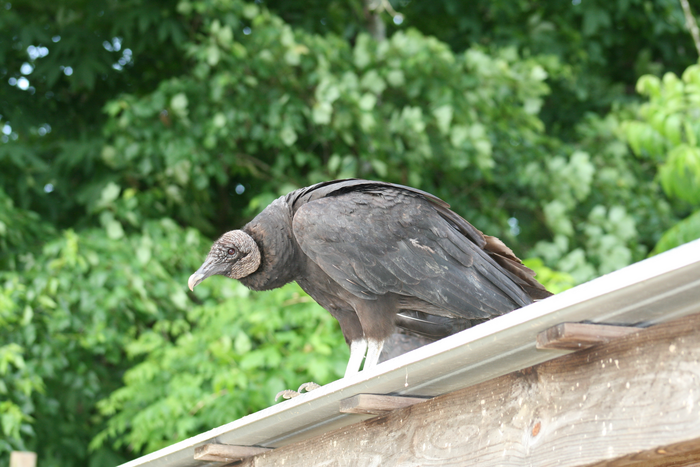 Black vulture