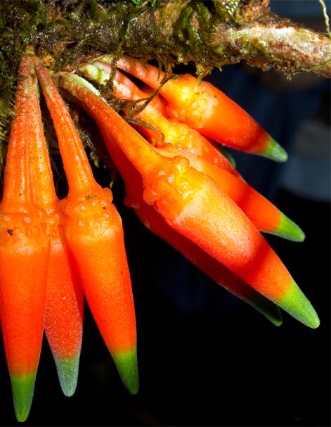 <i>Satyria orquidiensis</i>