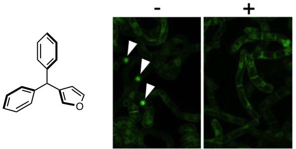 Structure of a Cell Division Inhibitor and Cell Division Activity