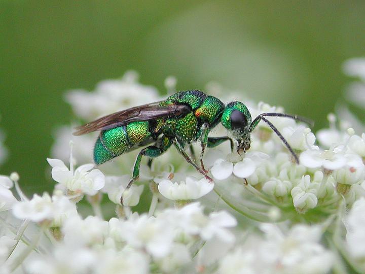A cuckoo wasp of the genus Hedychridium
