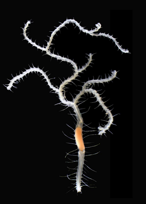 Recently discovered branching worm in the top-ten marine species from 2022 by the World Register of Marine Species (WoRMS), Ramisyllis kingghidorahi, named after Godzilla's nemesis. Its head is at the bottom of the image.