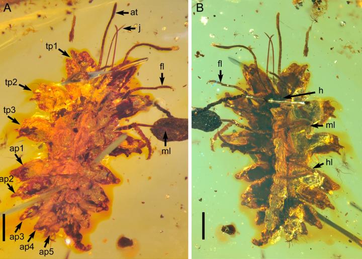 Lacewing Larva