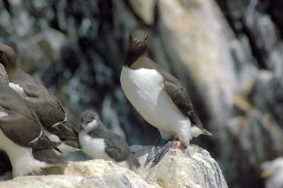 Guillemot (2 of 3)
