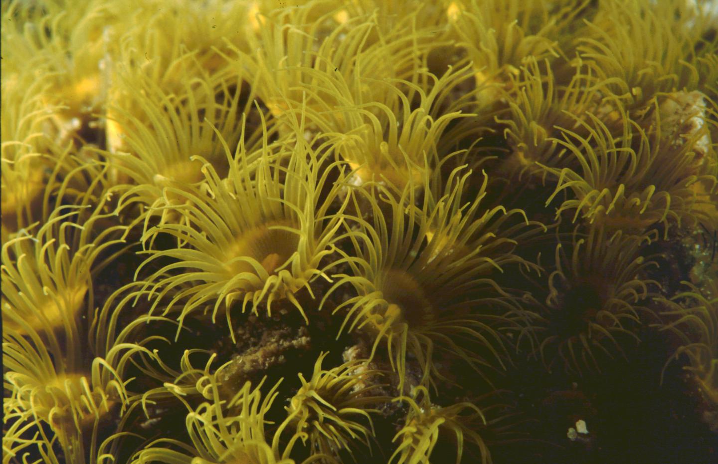 <i>Terrazoanthus</i>