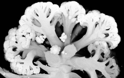 Cauliflower (1 of 2)