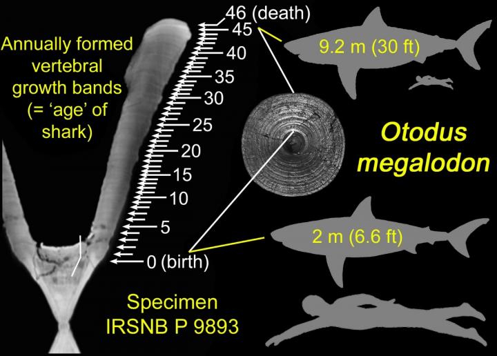 with hypothetical silhouettes of the shark at birth and death