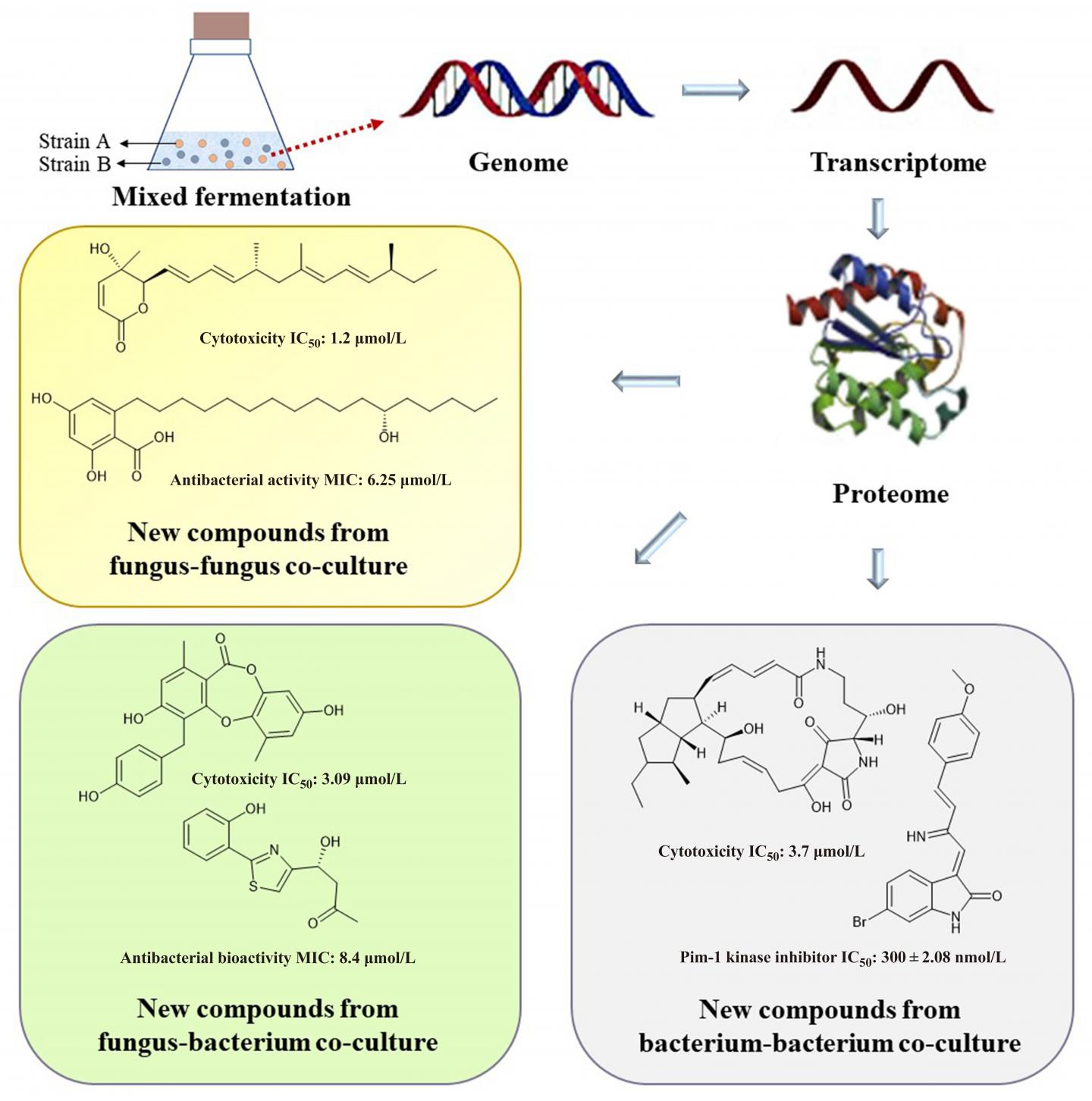 Schematic graph of co-culture microorganisms and the mechanism to discover novel bioactive secondary metabolites