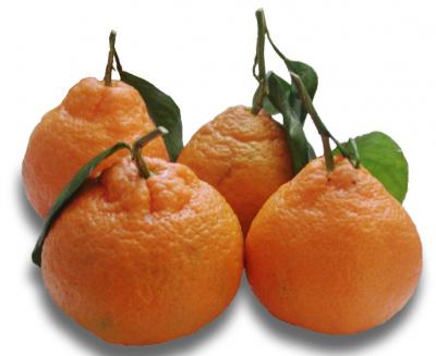 Satsuma Mandarins
