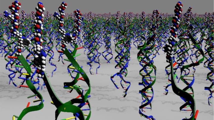 Instructing Cells with Programmable DNA-Peptide Hybrids