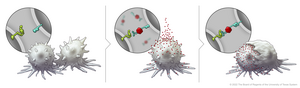 Illustration of immune cell engulfing cancer cell