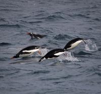 Gentoo and Chinstrap Penguins in Waters around the Antarctic Peninsula