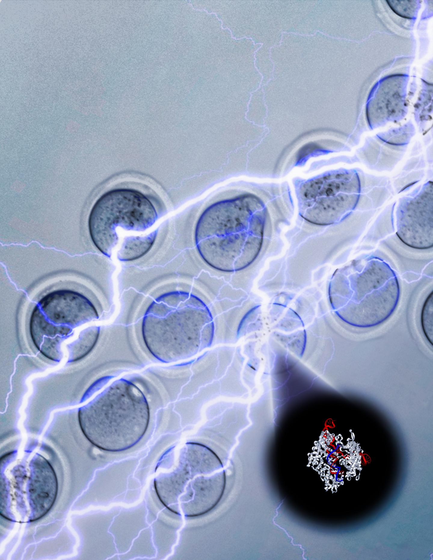 Electroporation Efficiently Drives CRISPR-Cas9 Into Embryos