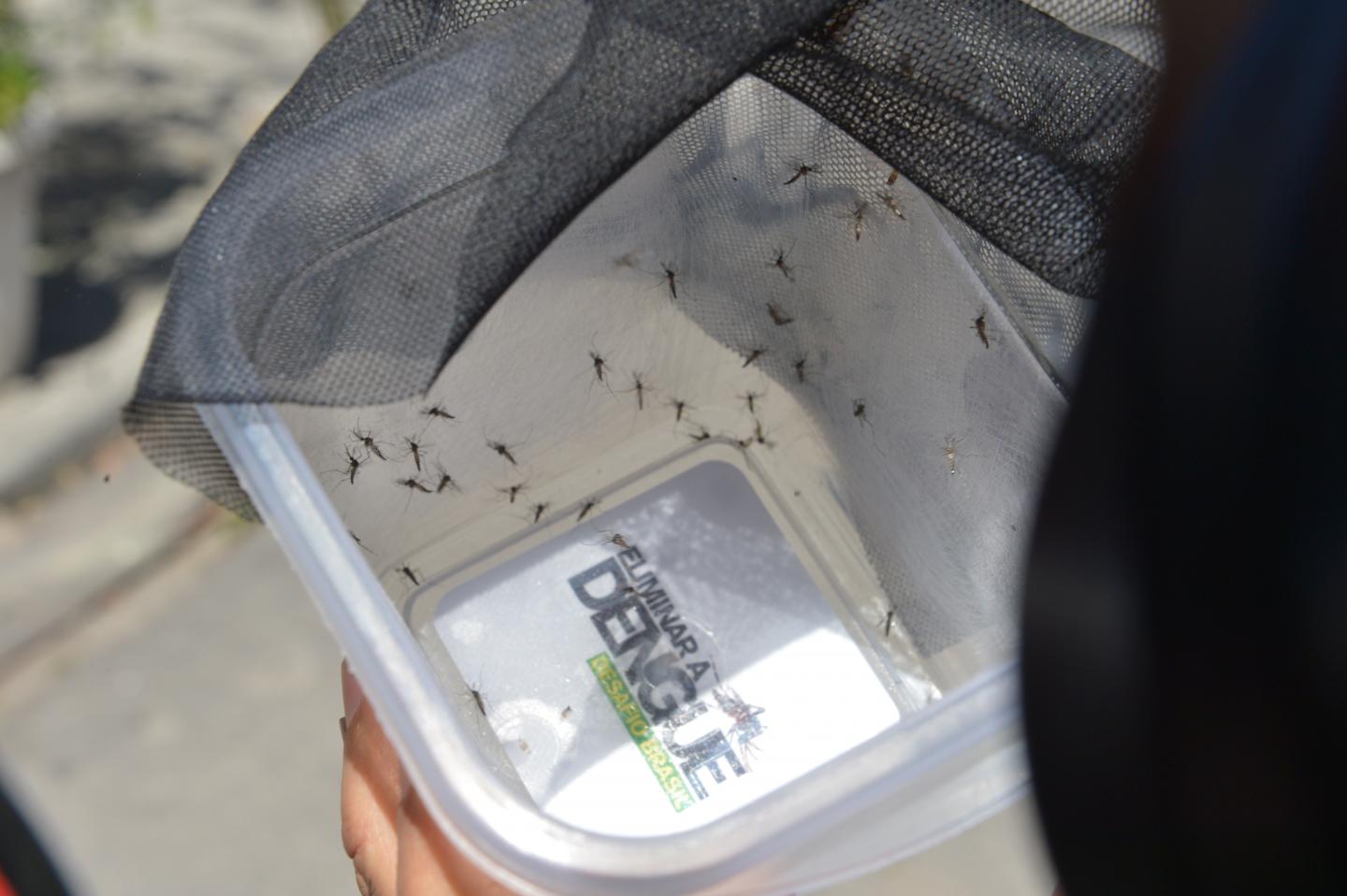 <em>Aedes</em> Mosquitoes Infected with <em>Wolbachia</em>