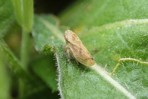 Adult meadow spittlebug