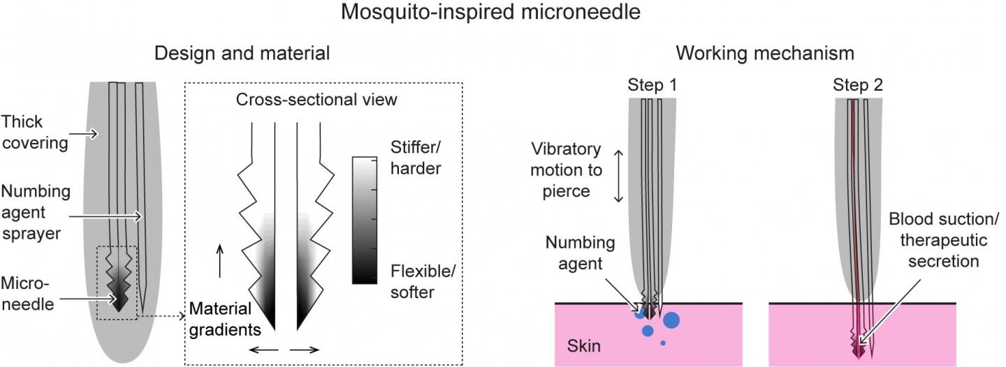 Mosquito-inspired Microneedle