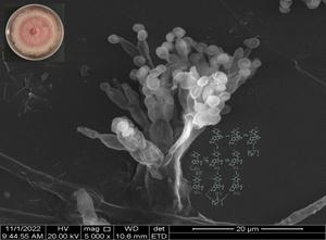 Gene fusion and functional diversification of P450 genes facilitate thermophilic fungal adaptation to temperature change.