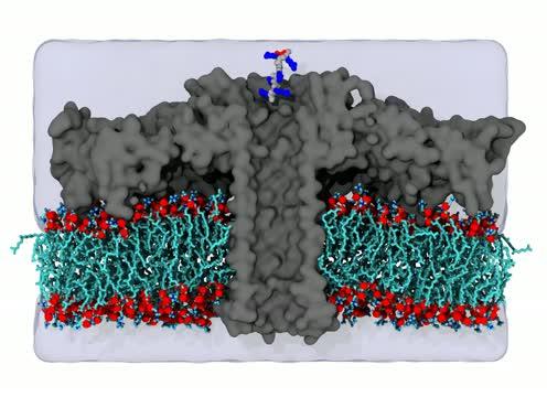 Aerolysin Nanopore