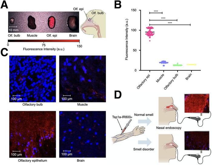 Imaging olfactory epithelium of non-human primates.