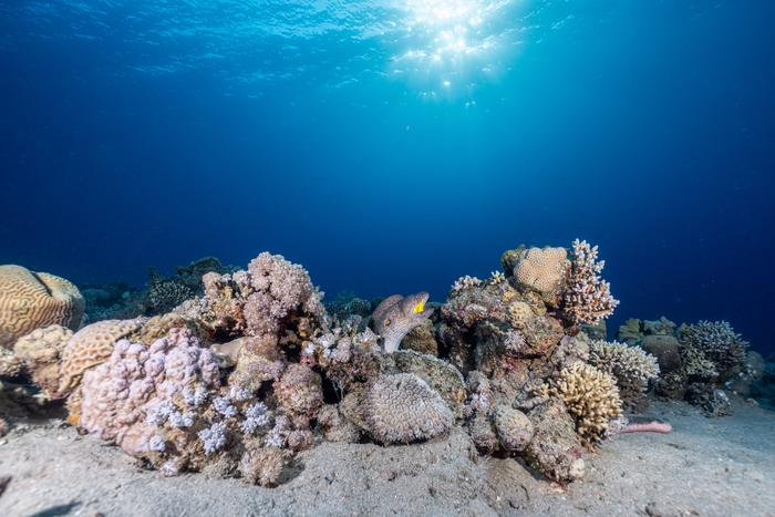 Healthy reef site