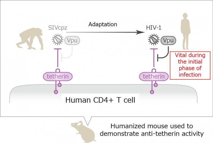 Investigating HIV's Pathway to Humans