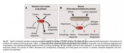 Hsp31-Family Genes