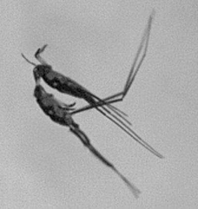 For Water Striders, Evolved Antennae Mean More Sex (2 of 4)