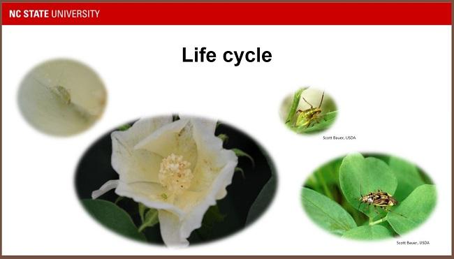 Life Cycle of Tarnished Plant Bug