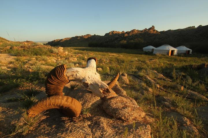 Argali Skull